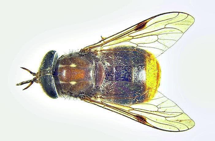 Plinthina beyonceae/Beyoncé: uma nova espécie de mosca batizada em homenagem à cantora