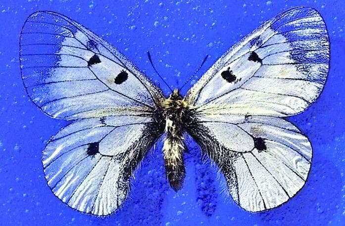 Parnassius mnemosyne guccinii/Francesco Guccini: uma espécie de borboleta encontrada nos Apeninos Toscano-Emilianos que leva o nome de um cantor.