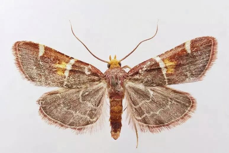 Pyralis papaleonei/Leonis papa.