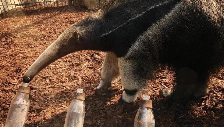 Il formichiere Taio (foto Allwetterzoo Münster)