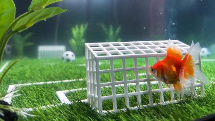 Swimbappe in azione