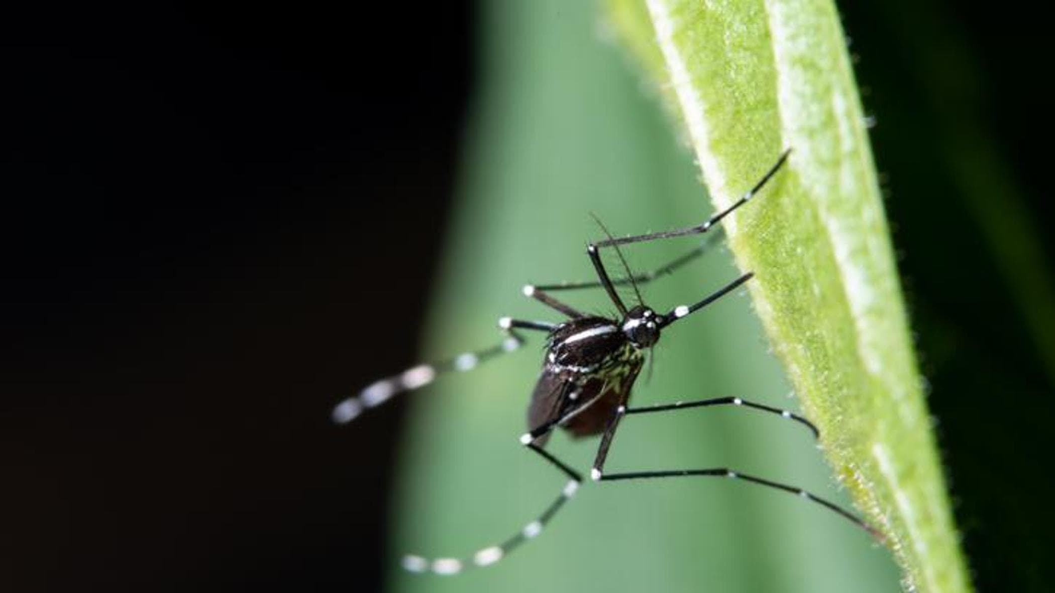 West Nile, primo caso umano del 2026 in Veneto: il virus torna a circolare nel veronese