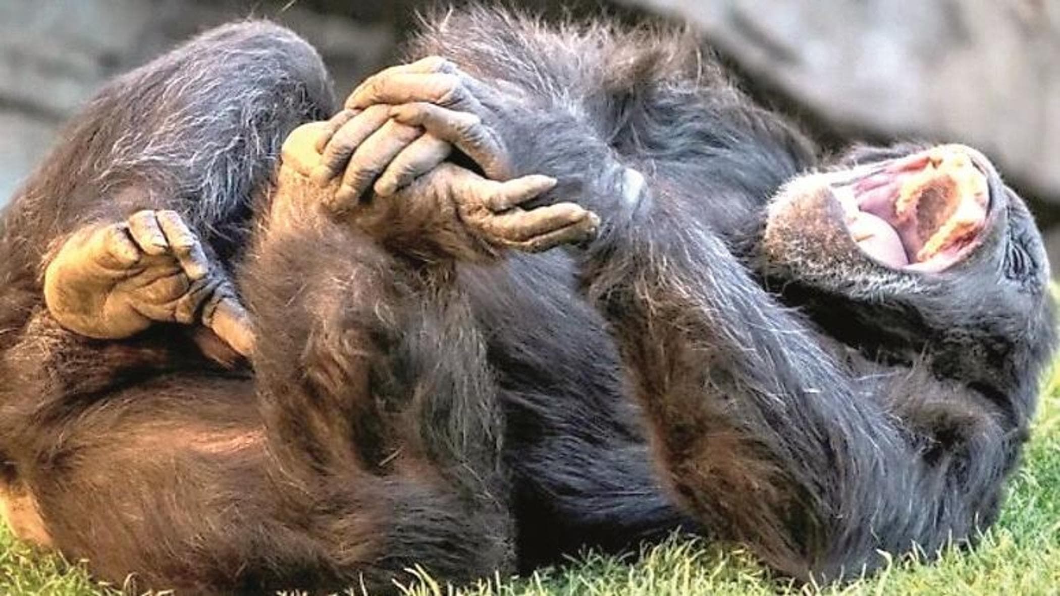 “Dall’orango all’uomo, così 15 milioni di anni fa iniziammo a ridere”