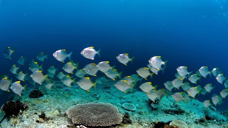 School of fish