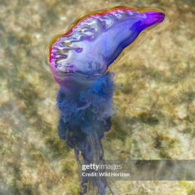 Spine, macchie e tentacoli, il mare stravolto dagli alieni "Amano le acque bollenti”