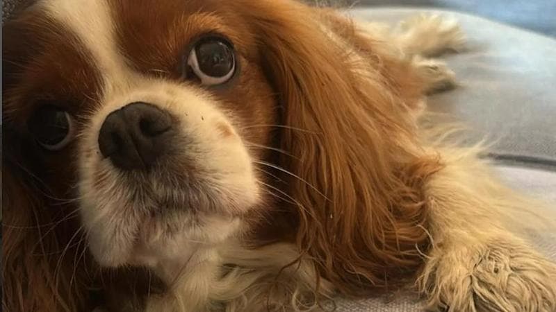 Fagnani e Mentana piangono la cagnolina Bice: “Addio e buon ponte, amore infinito”