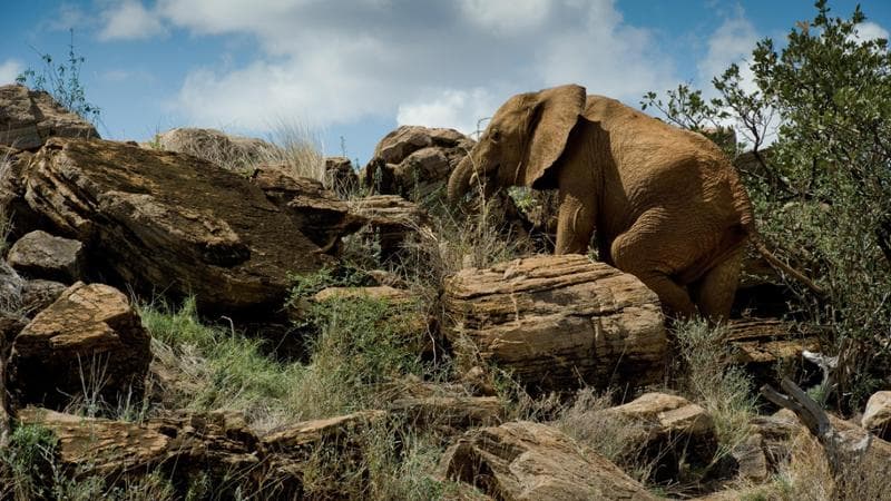 Credit Frank af Petersens Save the Elephants