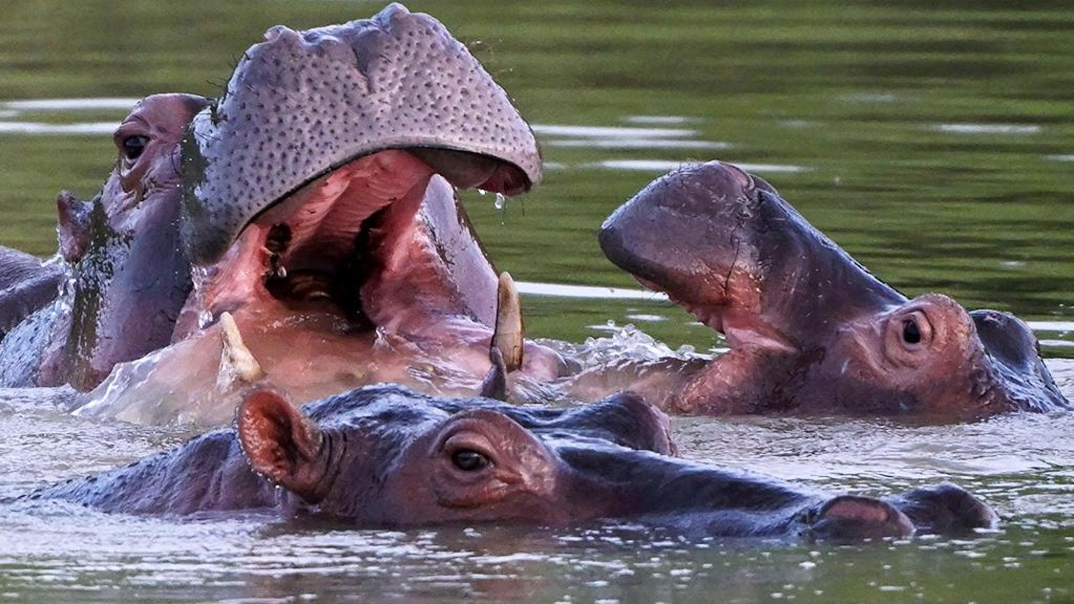 colombia il nuovo governo di estrema destra vuole un jurassic park con gli ippopotami di escobar da Repubblica.it colombia il nuovo governo di estrema destra vuole un jurassic park con gli ippopotami di escobar