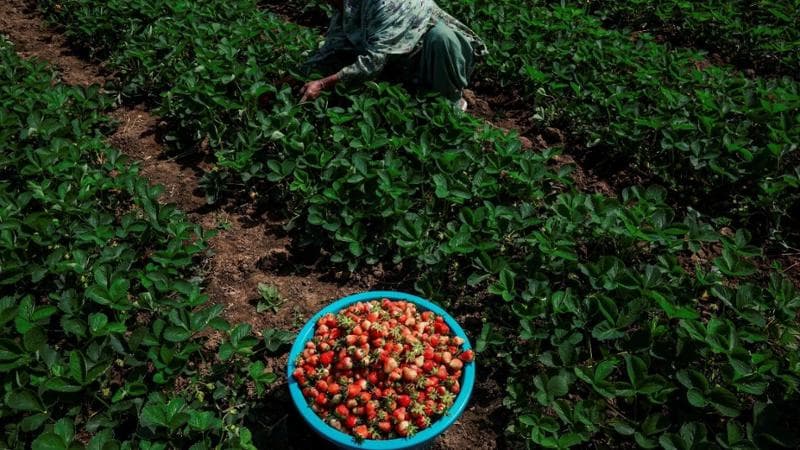 Raccolto di fragole (Sharafat Ali/Reuters)
