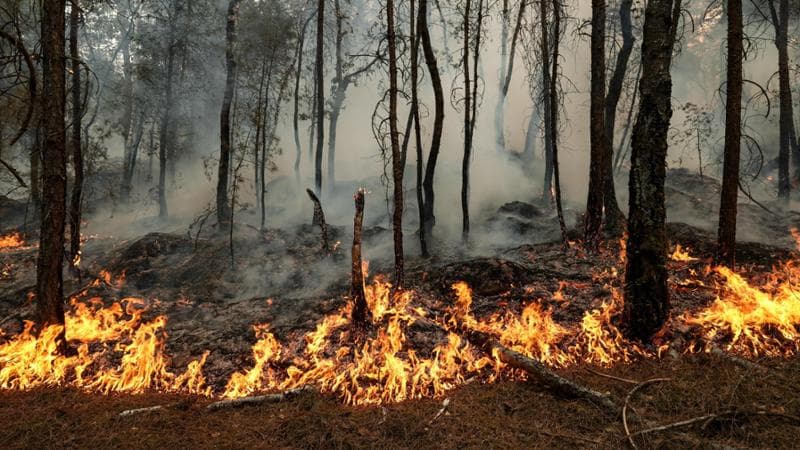 Per il caldo 10mila vittime in Europa. Attesi 40 gradi in Italia. Roghi alle porte di Parigi