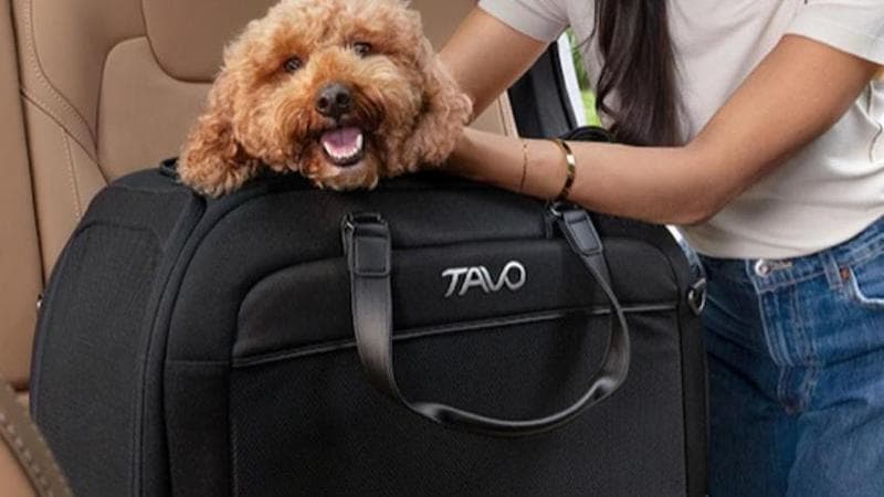 In auto con Fido, come viaggiare sereni con il proprio cane. I consigli degli esperti