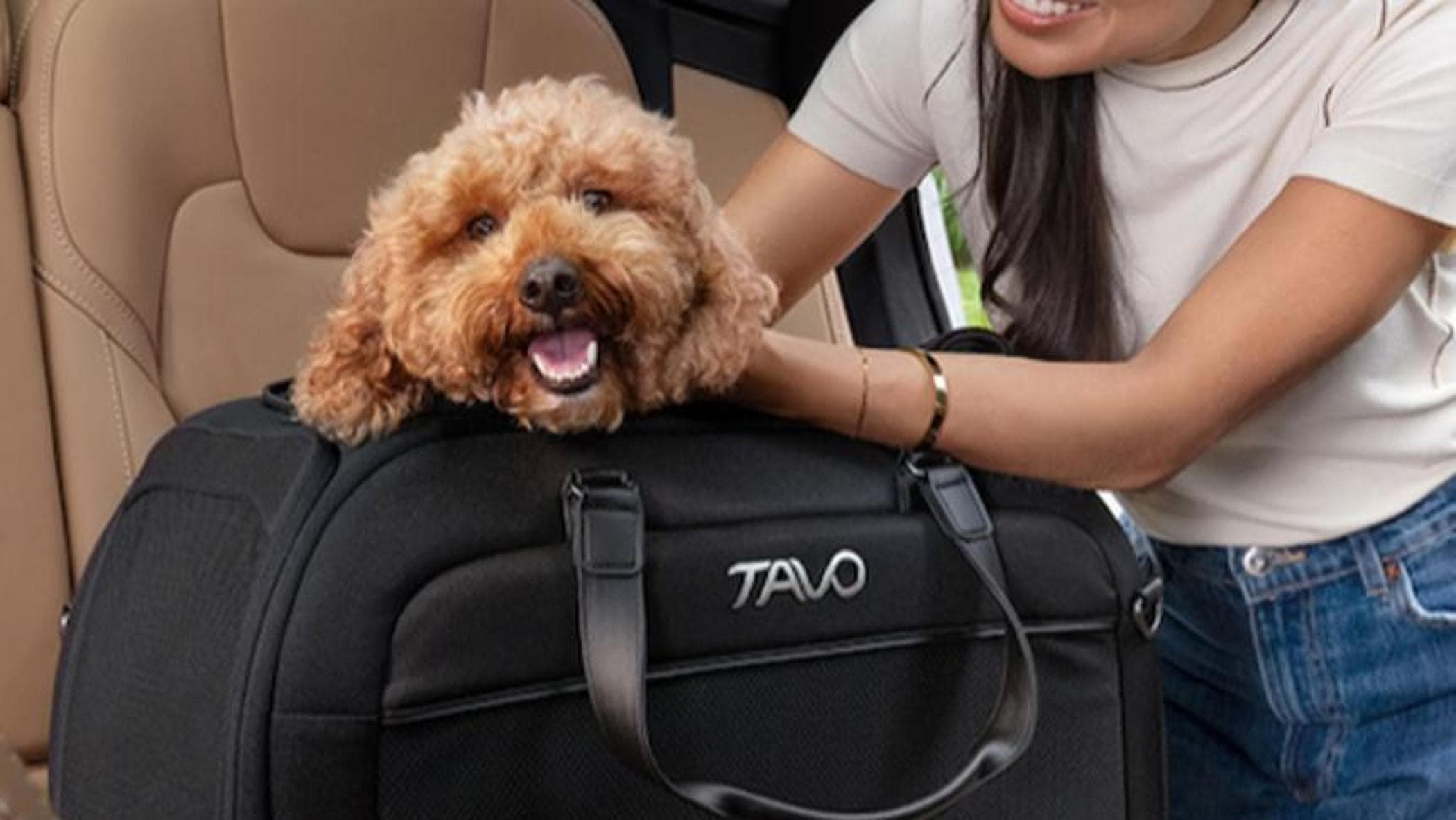 In auto con Fido, come viaggiare sereni con il proprio cane. I consigli degli esperti
