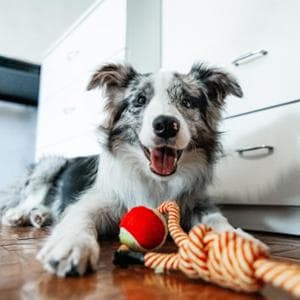 Il tuo cane non molla il suo gioco? Occhio, è un comportamento ossessivo
