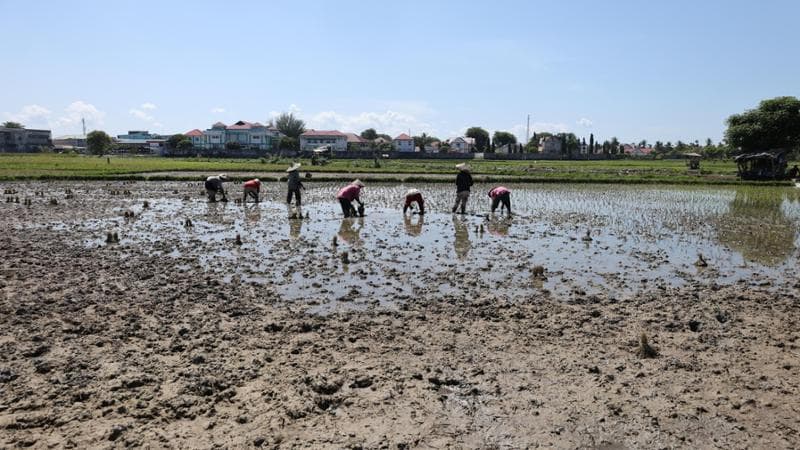 Un campo di riso ormai secco in Indonesia