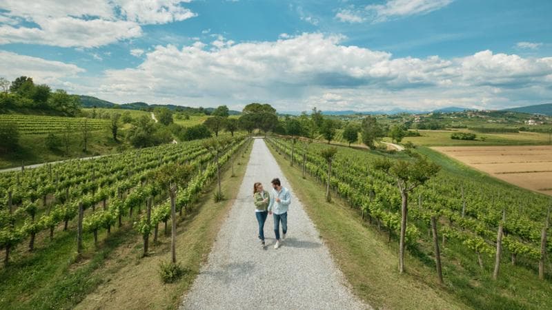 Russiz Superiore, Collio (foto di Alessandro Michelazzi)