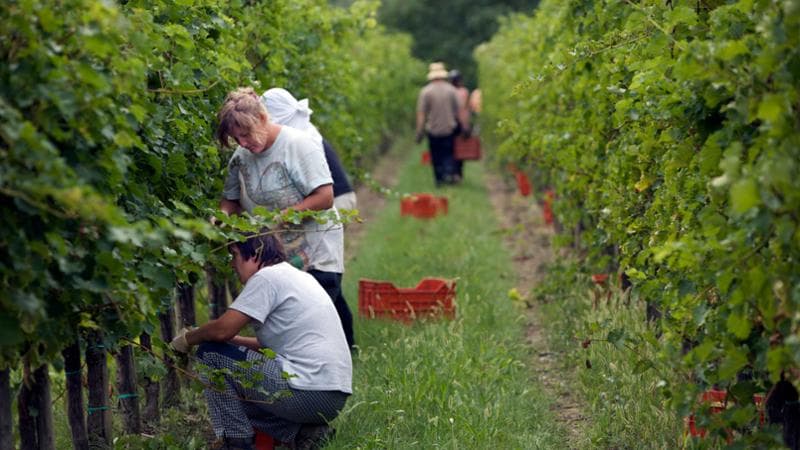 Vendemmia, foto di Luigi Vitale