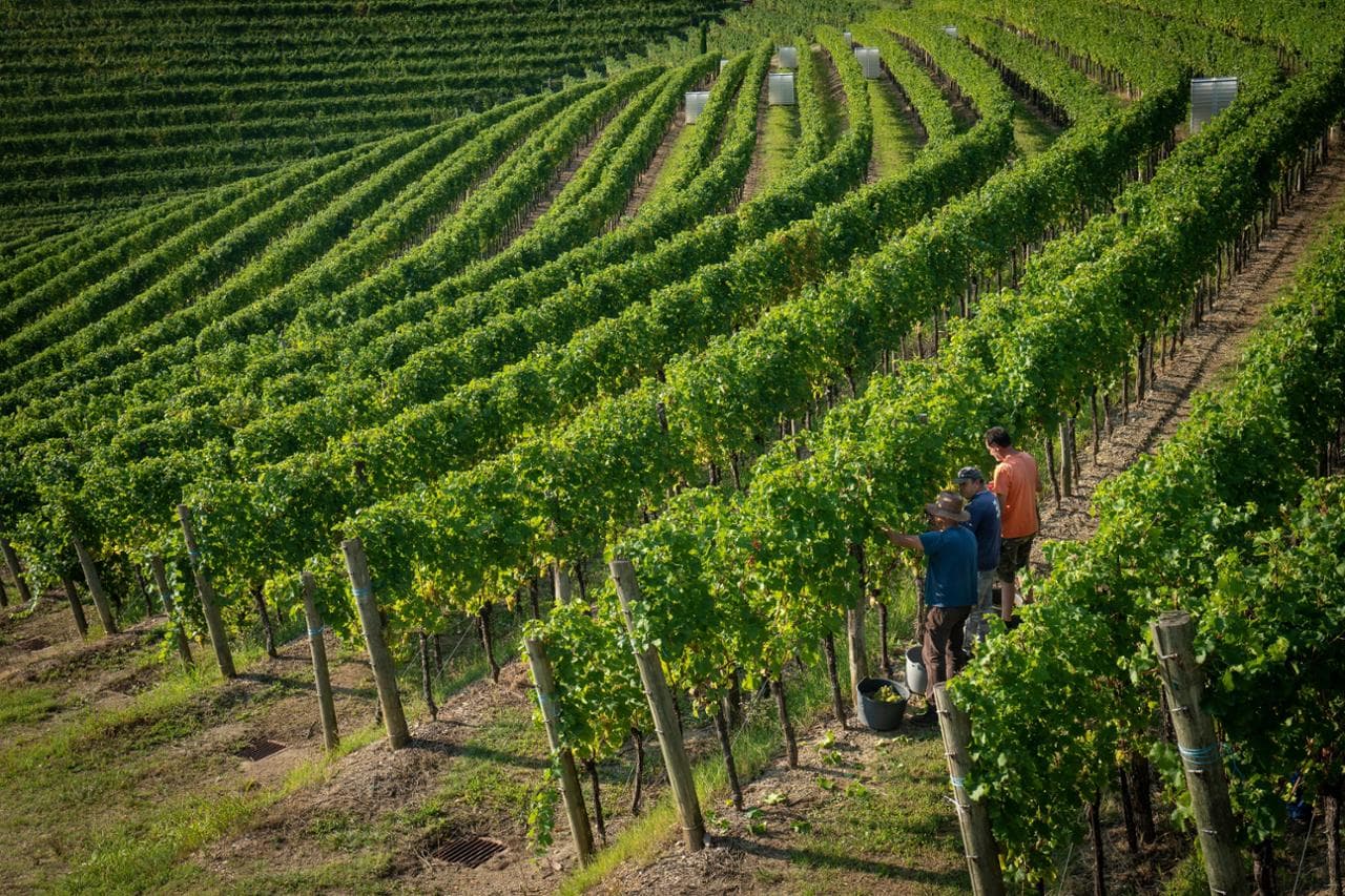Vendemmia in collina, foto di Fabrice Gallina