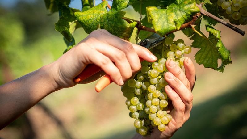 Vendemmia in collina, foto di Fabrice Gallina