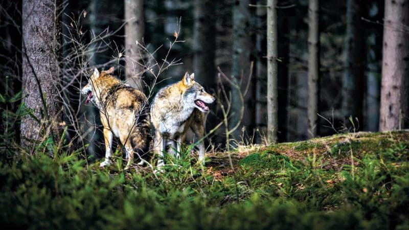 Perché il lupo delle fiabe fa ancora paura