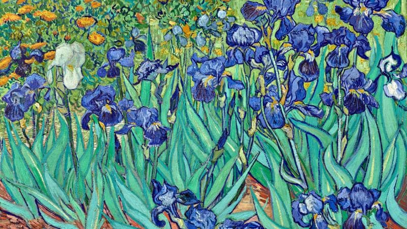 Iris di&nbsp;Vincent van Gogh&nbsp;
