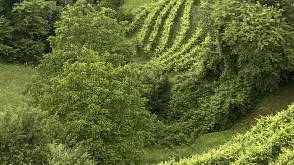 Dirupo, il Valdobbiadene da viticoltura eroica