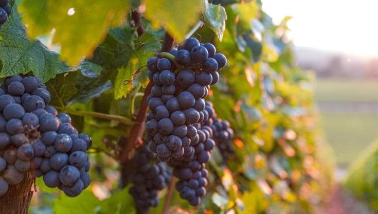 Rillo (Cantina del Taburno): "Ecco come si evolve il settore vitivinicolo"