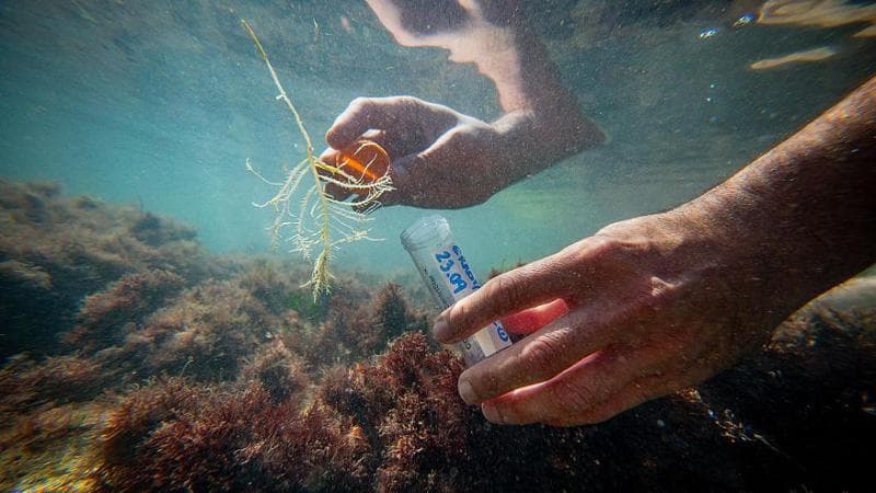 Anteprima: Addio mare azzurro: dalla Puglia a Genova l’invasione delle alghe