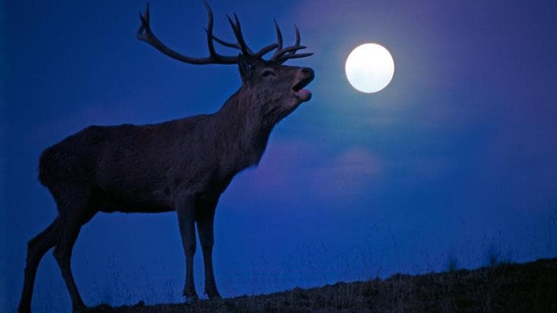 Anteprima: Stanotte torna la Luna del Cervo: quando vederla, perché si chiama così e cosa racconta i…