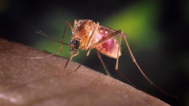 West Nile, Iss: “Da febbraio 84 casi e due decessi. Proteggersi il più possibile dalle zanzare”