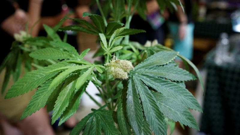 Anteprima: Cannabis light, il caso arriva alla Corte Ue: sotto esame i limiti italiani all’olio di C…