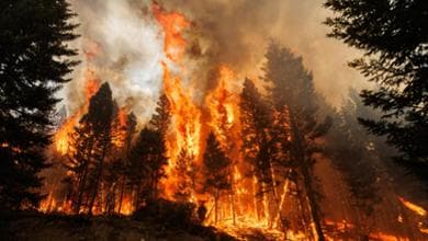 Le foreste bruciano sempre di più: in 25 anni raddoppiata la perdita di copertura arborea