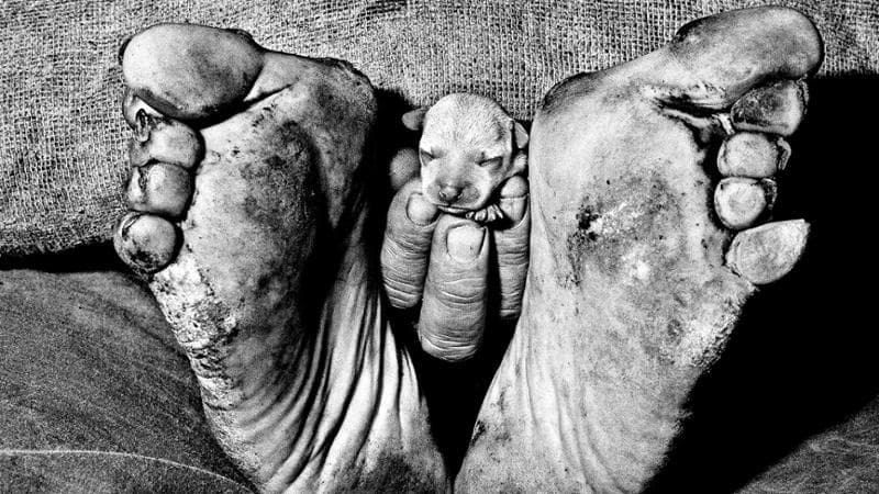 Roger Ballen, Cucciolo&nbsp;tra i piedi (1999)&nbsp;&copy;Roger Ballen
