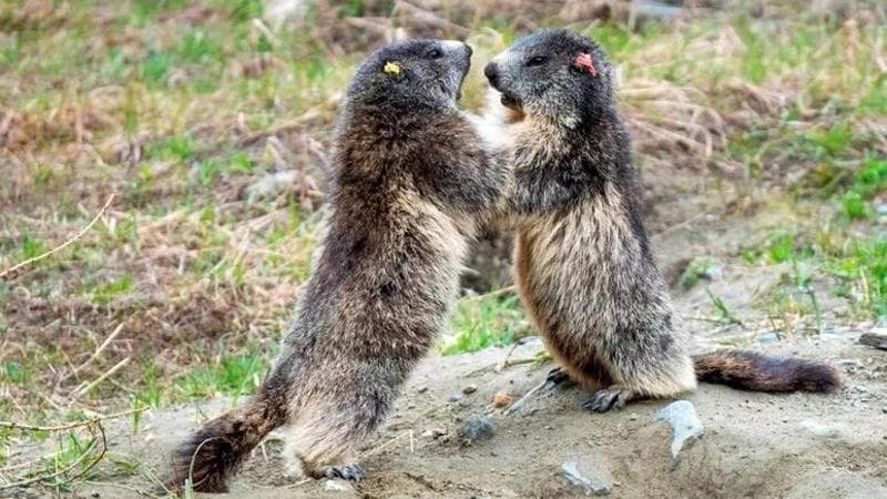 Anteprima: Marmotte che non giocano, caprioli notturni e lupi nel fango: gli effetti dell’afa sugli…