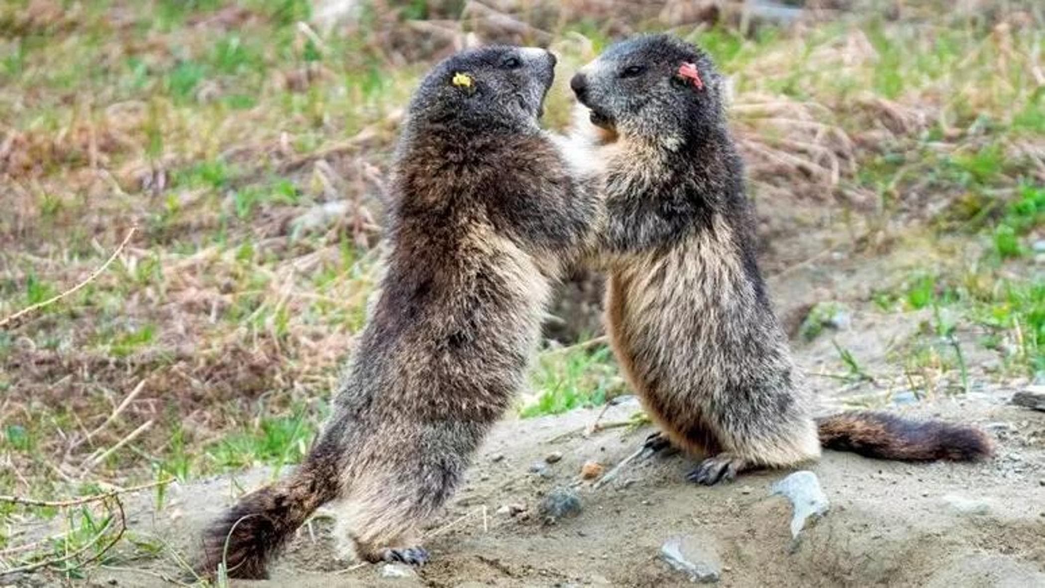 marmotte che non giocano caprioli notturni e lupi nel fango gli effetti dell8217afa sugli animali da Repubblica.it marmotte che non giocano caprioli notturni e lupi nel fango gli effetti dell8217afa sugli animali