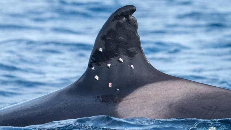 Anteprima: Dieci fori di proiettile sulla pinna dell’orca. A Gibilterra è battaglia fra cetacei e na…