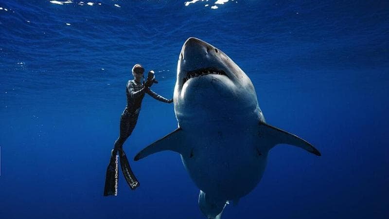Anteprima: Influencer morsi dagli squali per il selfie perfetto, gli esperti: “Tre casi in meno di u…
