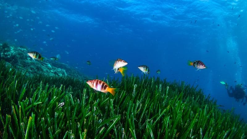 Anteprima: Invasione di yacht e ancore sulla posidonia: in Francia multe da 90 mila euro. In Italia?…