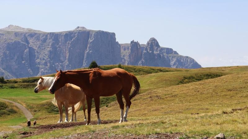 Cavalli all'Alpe di Siusi (@MgFilippi)