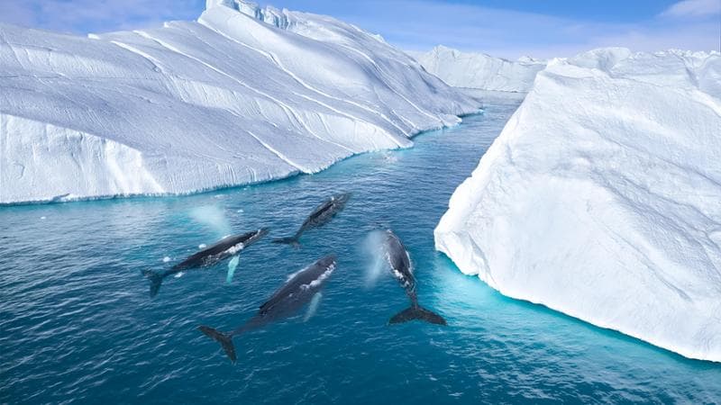 Anteprima: Le balene giganti affamate stanno invadendo i ghiacciai sciolti della Groenlandia