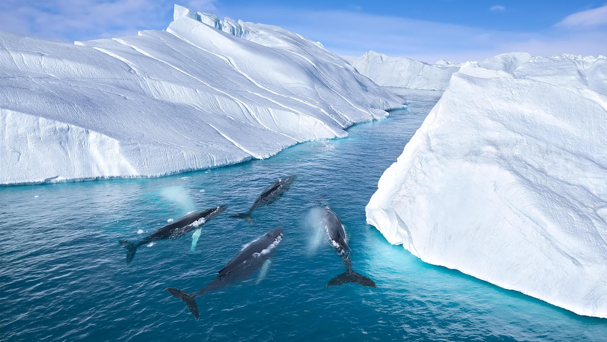 Le balene giganti affamate stanno invadendo i ghiacciai sciolti della Groenlandia