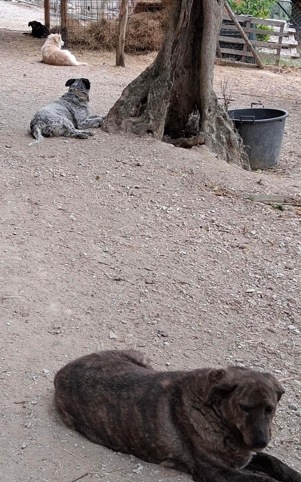 Melina e dietro Mirtilla, Nello e Aisha