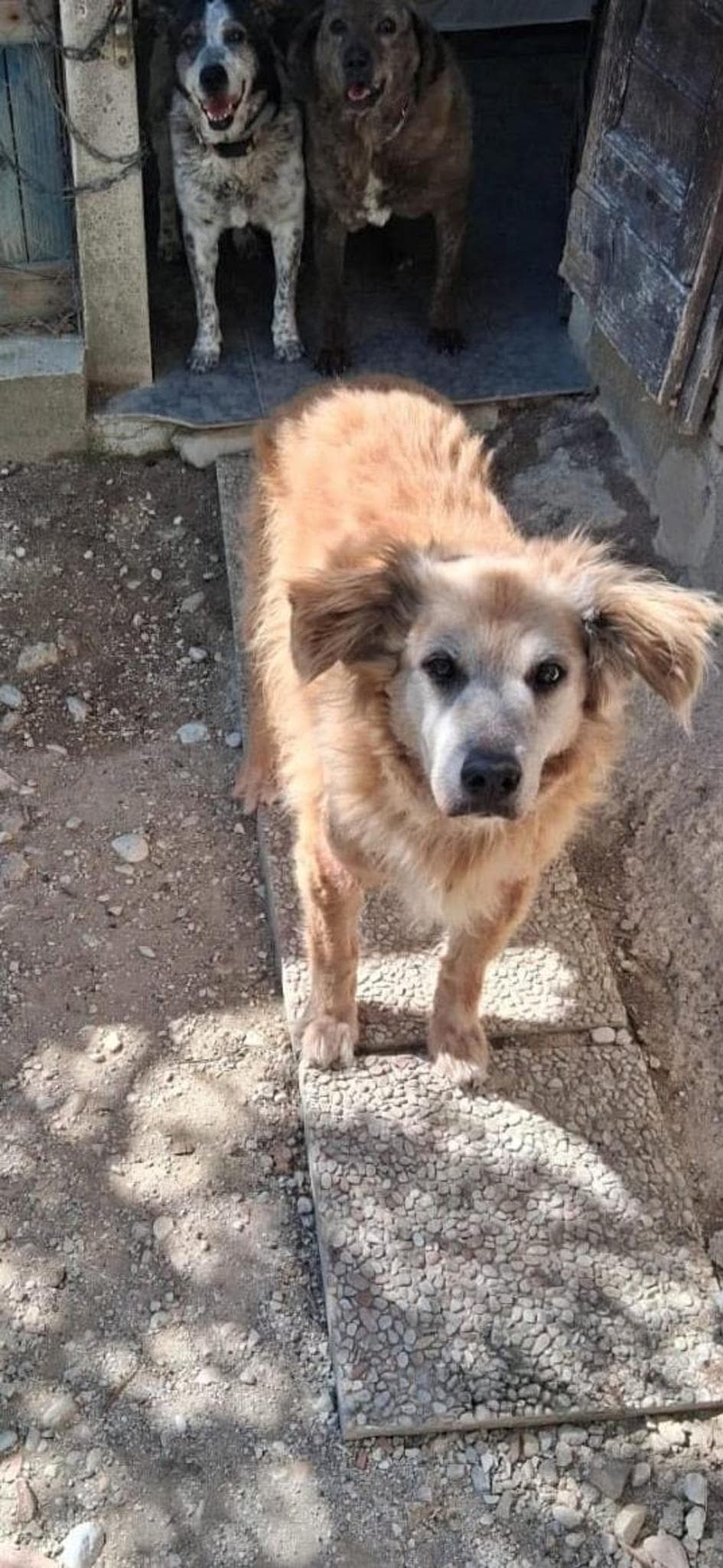 Diana (morta da poco a 17 anni, rimasta in canile fino ai 16)