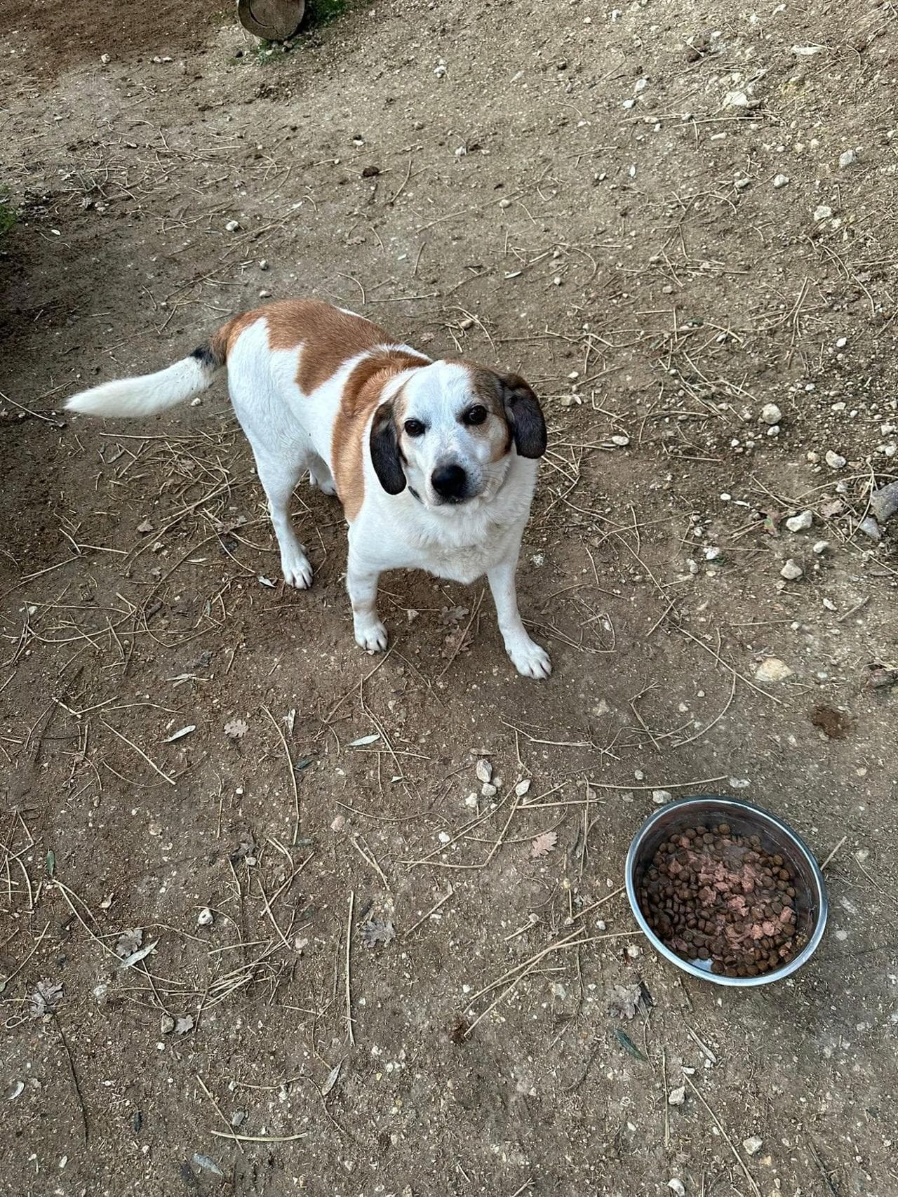 Pongo