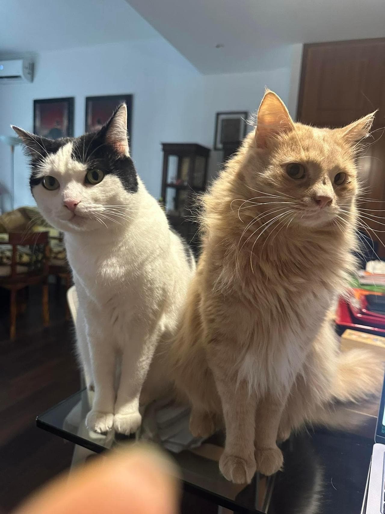 Oliver e Dina