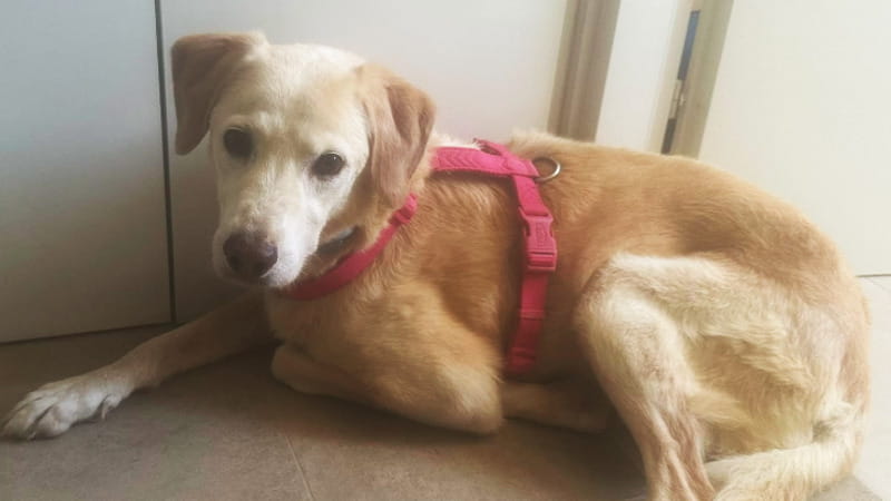 La Giornata mondiale del cane, la felicità non ha una data di scadenza