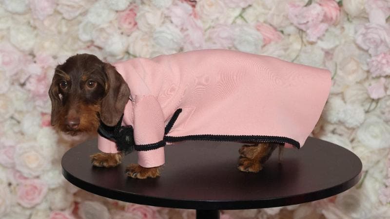 Pet Gala (TIMOTHY A. CLARY / AFP)