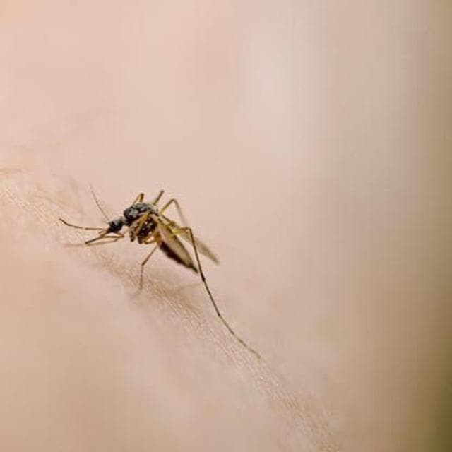 Germania, malaria all’aeroporto di Francoforte: 1 morto e 5 contagi. Rafforzati i controlli