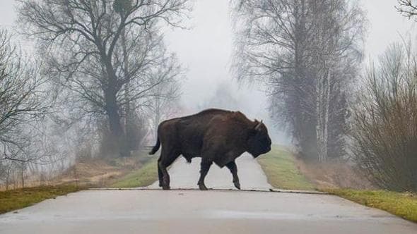 In mezzo agli animali: 10 viaggi etici (più uno) alla scoperta della fauna selvatica