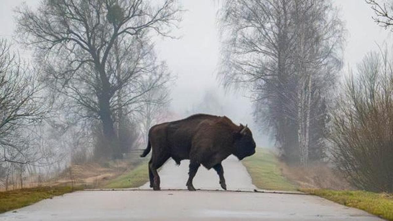 In mezzo agli animali: 10 viaggi etici (più uno) alla scoperta della fauna selvatica