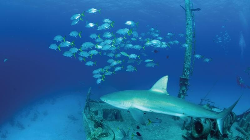 Nassau, Paradise Island, Bahamas @ BMOT